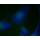 LiFluor™ 350 Fluorescent Dye (5 mg)