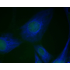 LiFluor™ 350 Fluorescent Dye (5 mg)