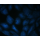 LiFluor™ 405M Fluorescent Dye (5 mg)