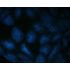 LiFluor™ 405M Fluorescent Dye (5 mg)