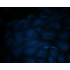LiFluor™ 405M Fluorescent Dye (5 mg)