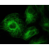 LiFluor™ 430 Goat Anti-Mouse IgG (H+L) (500 μg)