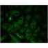 LiFluor™ 430 Goat Anti-Rabbit IgG (H+L) (500 μg)
