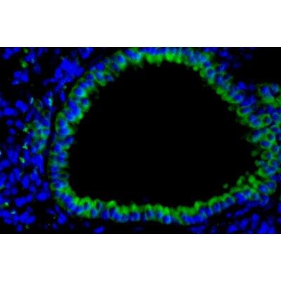 LiFluor™ 488 Goat Anti-Mouse IgG (H+L) (500 μg)
