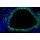 LiFluor™ 488 Fluorescent Dye (5 mg)