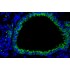 LiFluor™ 488 Fluorescent Dye (5 mg)