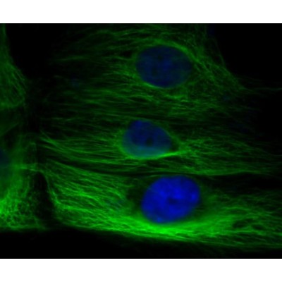 LiFluor™ 488 Goat Anti-Rabbit IgG (H+L) (500 μg)