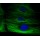 LiFluor™ 488 Fluorescent Dye (5 mg)