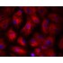 LiFluor™ 555 Fluorescent Dye (5 mg)