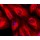 LiFluor™ 568 Fluorescent Dye (5 mg)