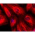 LiFluor™ 568 Fluorescent Dye (5 mg)