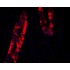 LiFluor™ 568 Fluorescent Dye (5 mg)