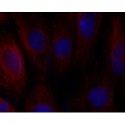 LiFluor™ 594 Goat Anti-Rabbit IgG (H+L) (500 μg)