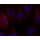 LiFluor™ 594 Fluorescent Dye (5 mg)