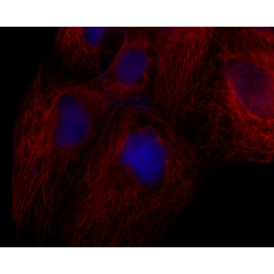 LiFluor™ 610 Goat Anti-Mouse IgG (H+L) (500 μg)