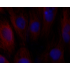 LiFluor™ 610 Fluorescent Dye (5 mg)