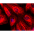 LiFluor™ 647 Goat Anti-Mouse IgG (H+L) (500 μg)