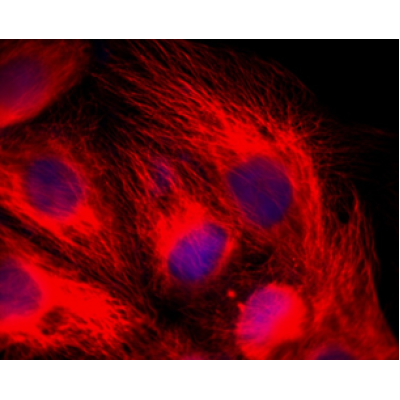 LiFluor™ 647 Goat Anti-Rabbit IgG (H+L) (500 μg)
