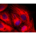 LiFluor™ 647 Goat Anti-Rabbit IgG (H+L) (500 μg)