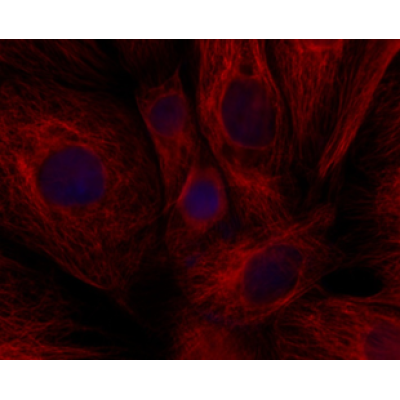 LiFluor™ 680 Goat Anti-Mouse IgG (H+L) (500 μg)