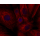LiFluor™ 680 Fluorescent Dye (5 mg)