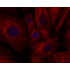 LiFluor™ 680 Fluorescent Dye (5 mg)