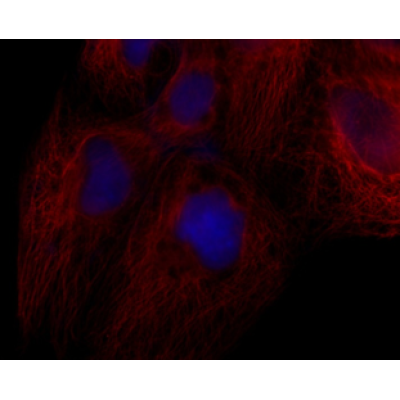 LiFluor™ 680 Goat Anti-Rabbit IgG (H+L) (500 μg)
