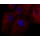 LiFluor™ 680 Fluorescent Dye (5 mg)