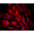 Cy3 Goat Anti-Mouse IgG (H+L) (500 μg)
