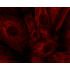 Cy3 Goat Anti-Rabbit IgG (H+L) (500 μg)