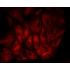 Cy5 Goat Anti-Mouse IgG (H+L) (500 μg)