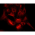 Cy5 Goat Anti-Rabbit IgG (H+L) (500 μg)