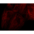 Cy5.5 Goat Anti-Mouse IgG (H+L) (500 μg)
