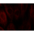 Cy5.5 Goat Anti-Rabbit IgG (H+L) (500 μg)