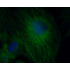 FITC Goat Anti-Mouse IgG (H+L) (500 μg)