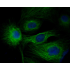 FITC Goat Anti-Rabbit IgG (H+L) (500 μg)
