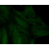 Biotin Goat Anti-Rabbit IgG (H+L) (500 μg)