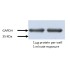 HRP Goat Anti-Mouse IgG (H+L) (100 μl)