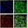 β-Actin Rabbit Monoclonal Antibody (100 μl)