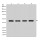 β-Actin Rabbit Monoclonal Antibody (100 μl)