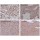 β-Actin Rabbit Monoclonal Antibody (100 μl)
