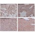 β-Actin Rabbit Monoclonal Antibody (100 μl)