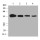 β-Actin Mouse Monoclonal Antibody (100 μl)