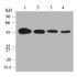 β-Actin Mouse Monoclonal Antibody (100 μl)