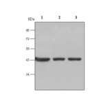 β-Actin Mouse Monoclonal Antibody (100 μl)