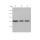 β-Actin Mouse Monoclonal Antibody (100 μl)