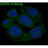 GAPDH Rabbit Polyclonal Antibody (100 μl)