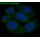 GAPDH Rabbit Polyclonal Antibody (100 μl)