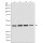 GAPDH Rabbit Polyclonal Antibody (100 μl)