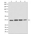 GAPDH Rabbit Polyclonal Antibody (100 μl)